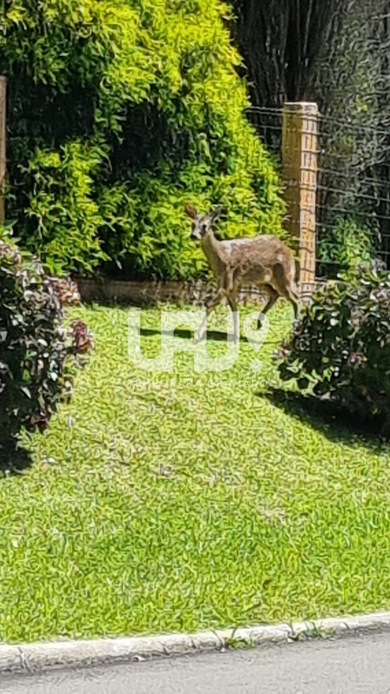 Casa 3Dorm. com piscina, jacuzzi e lago privativo!